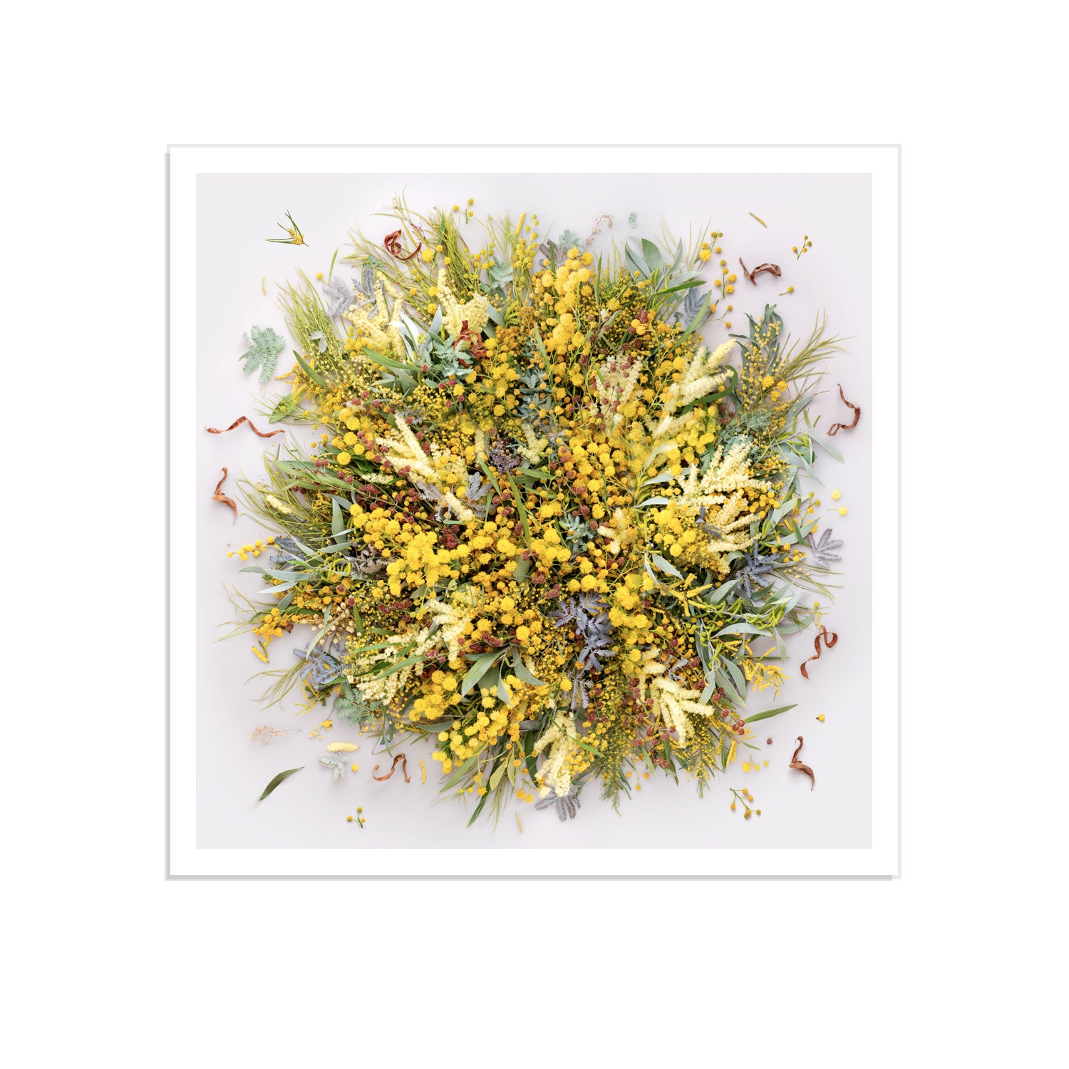 Wattle On Light - Square
