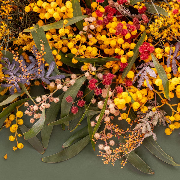 Wattle Tree On Green - Eclectic Botanica