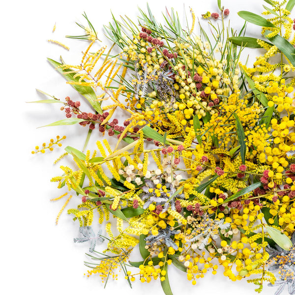 Tree Splashes Wattle Tree Splash #5 of 25 - Eclectic Botanica