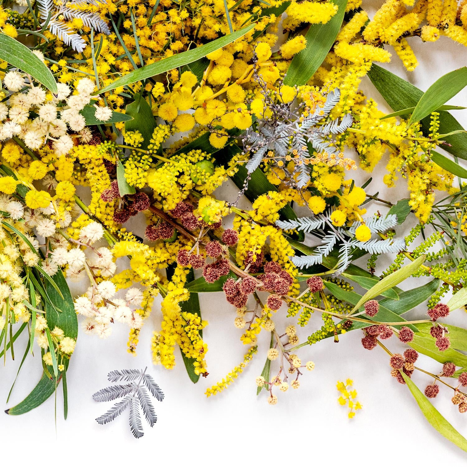 Wattle Mix - Pano