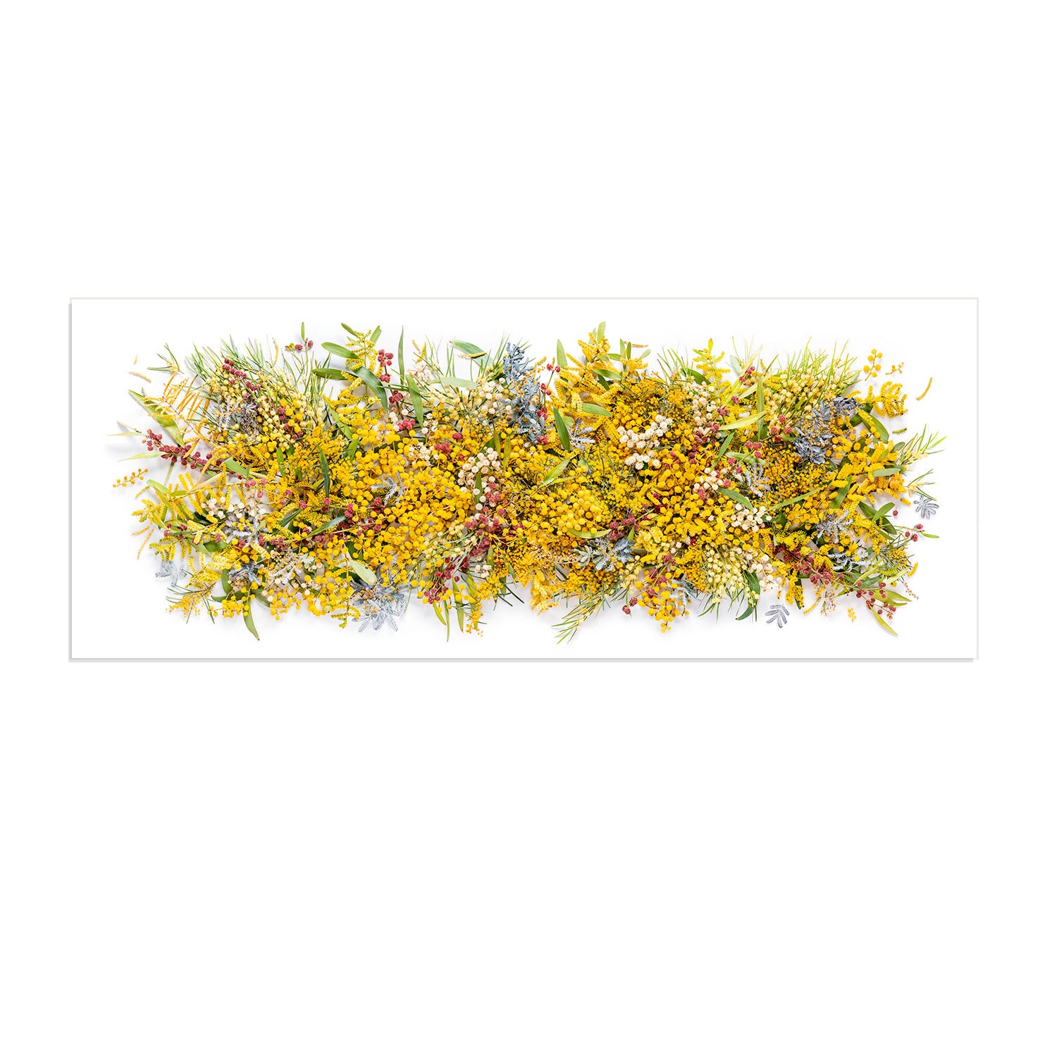 Wattle Tree Splash | 105 x 45 cm Unframed