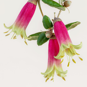 Correa ‘Canberra Bells’