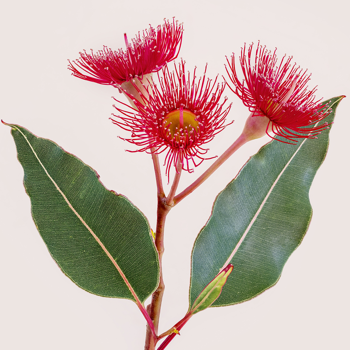 Corymbia hybrid ‘Summer Red’