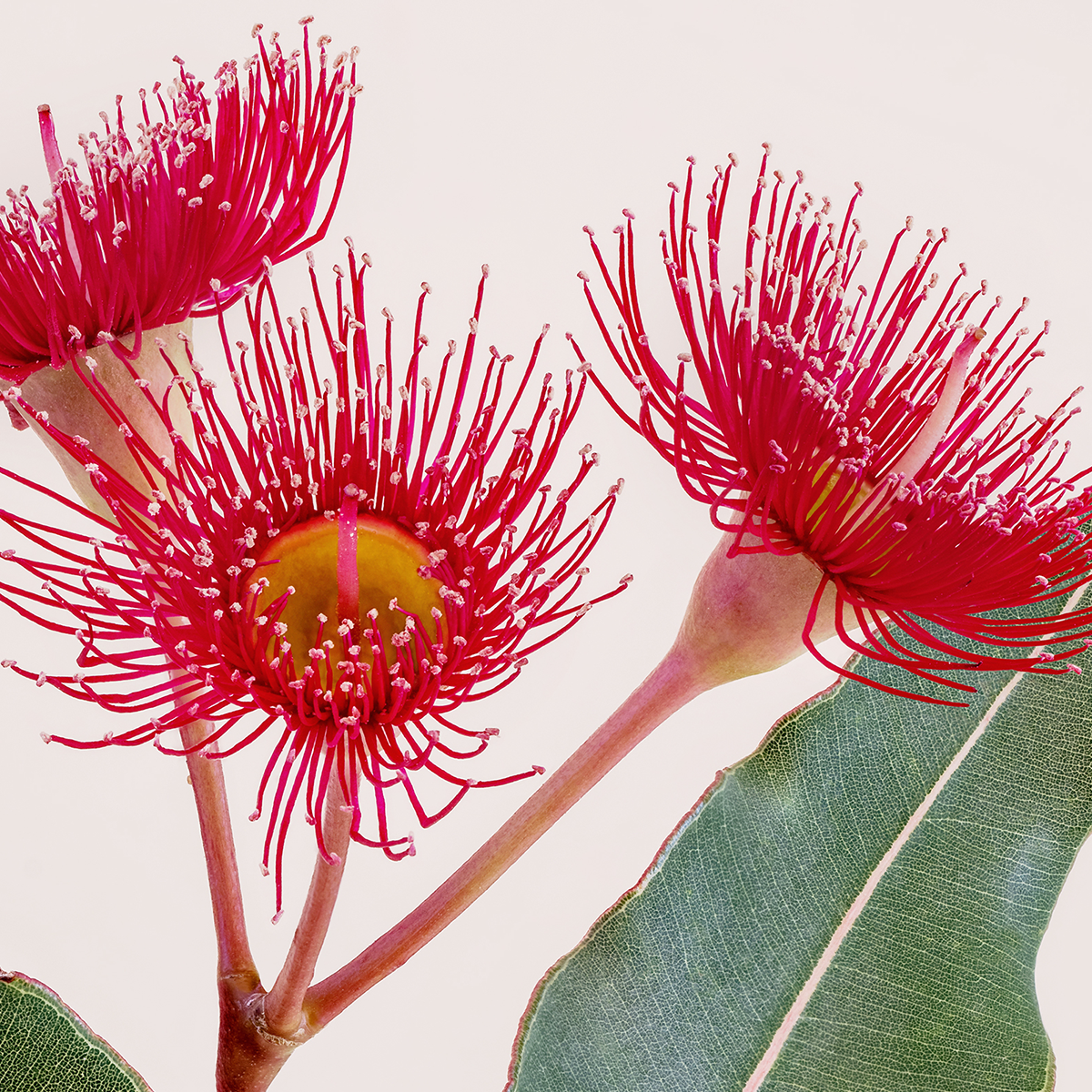 Corymbia hybrid ‘Summer Red’