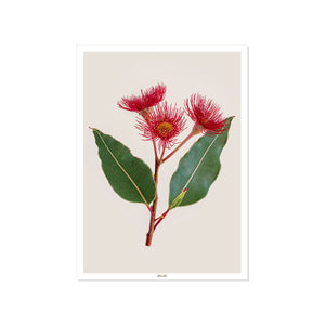 Corymbia hybrid ‘Summer Red’