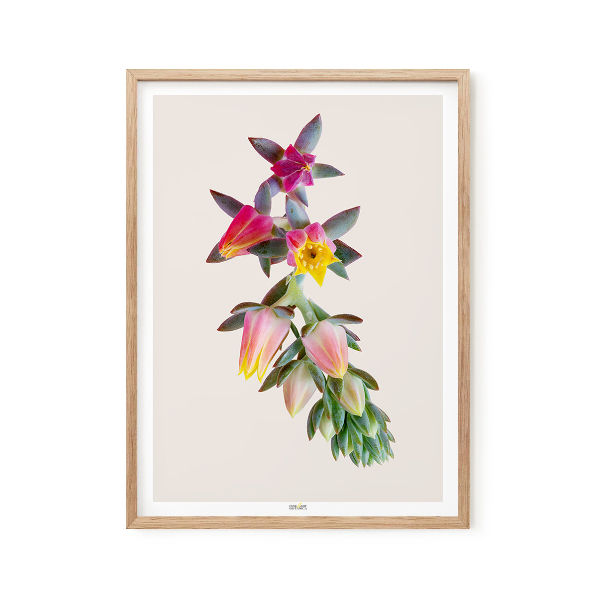 Echeveria 'Blue Rose'