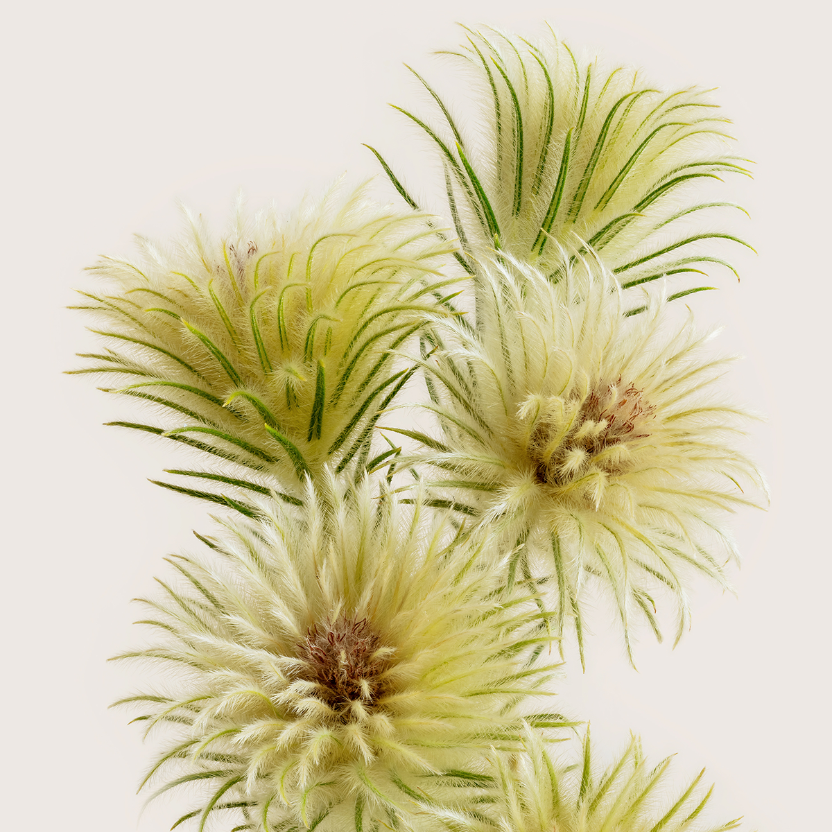Phylica Pubescens 'Featherhead'