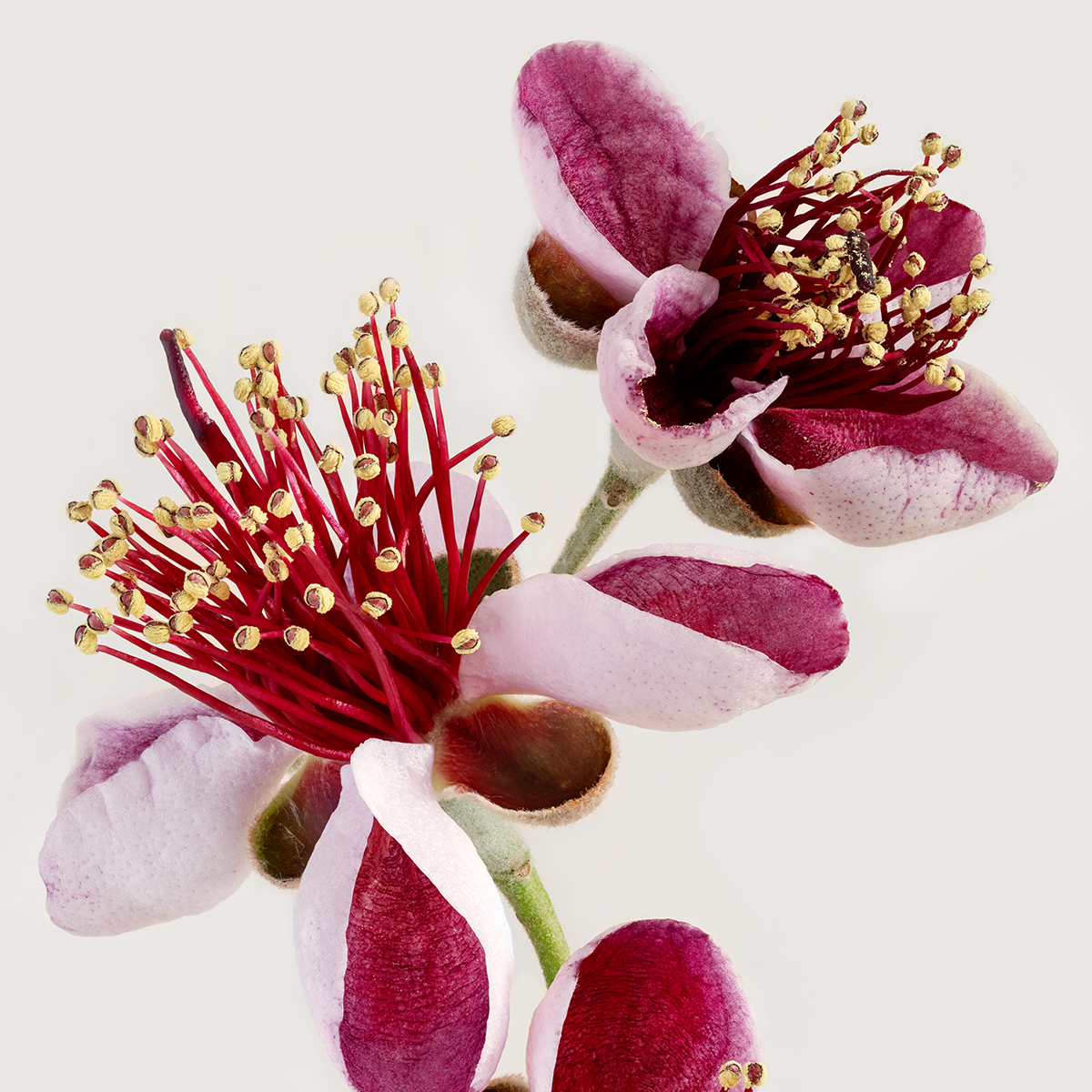 Feijoa 'Pineapple Guava'