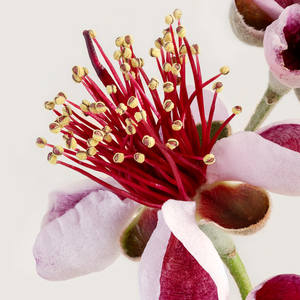 Feijoa 'Pineapple Guava'