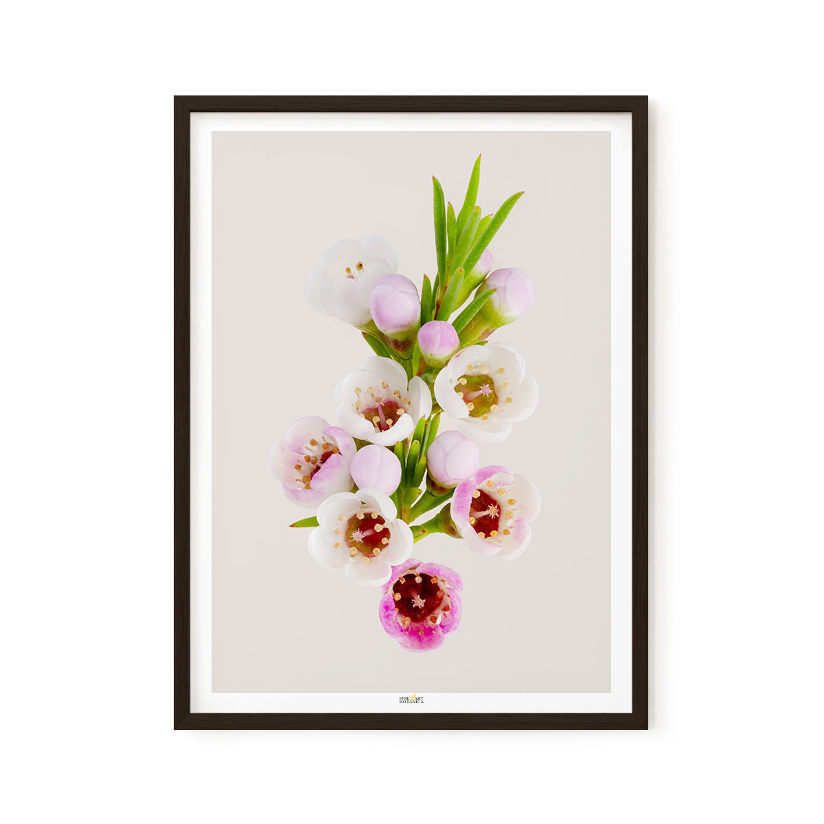 Geraldton Wax Flower