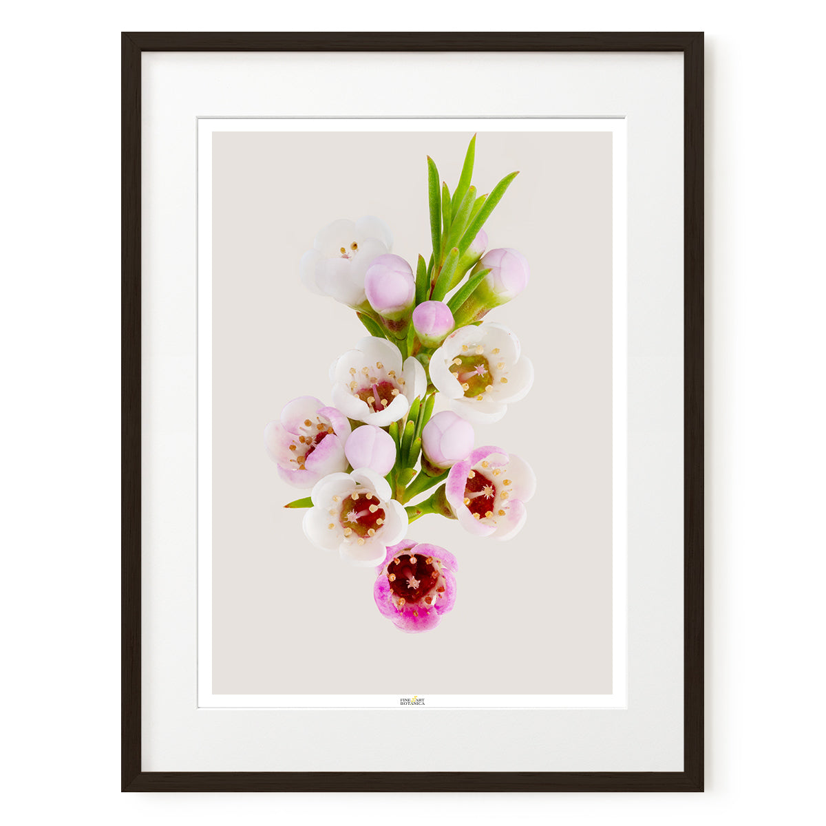 Geraldton Wax Flower