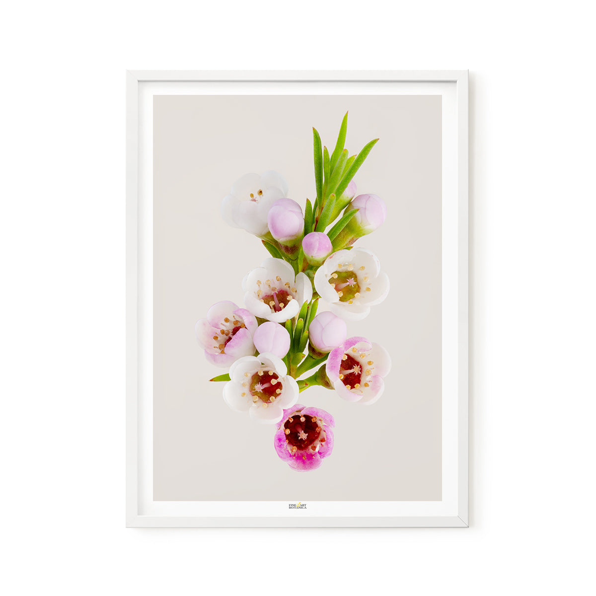 Geraldton Wax Flower