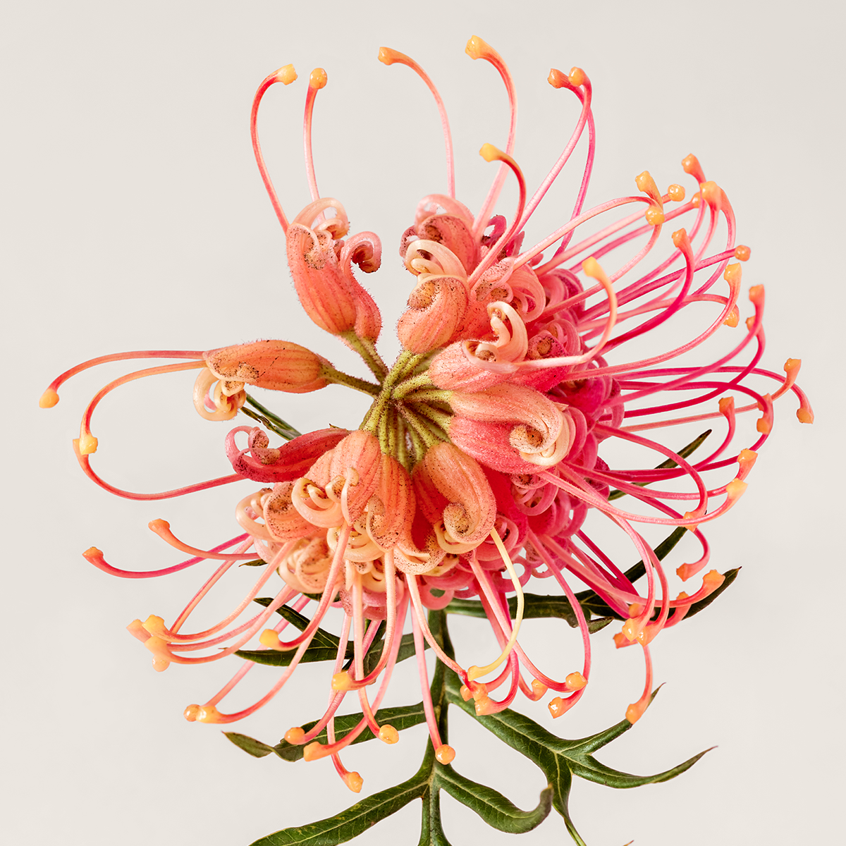 Grevillea 'Superb'