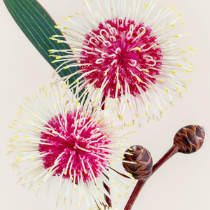 Hakea Laurina