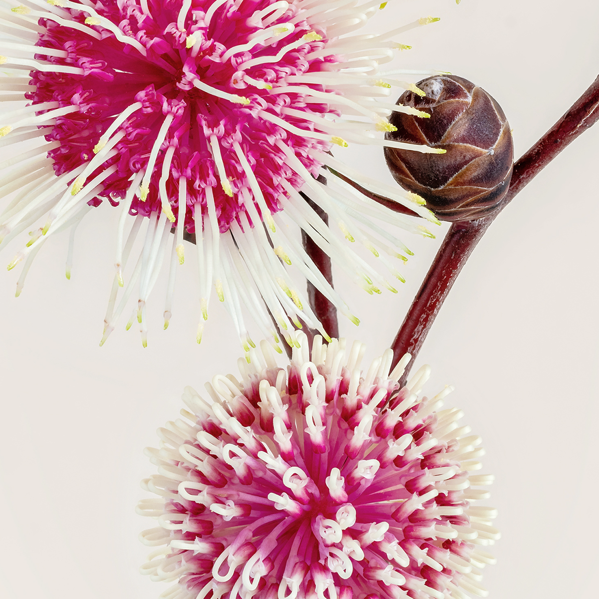 Hakea Laurina