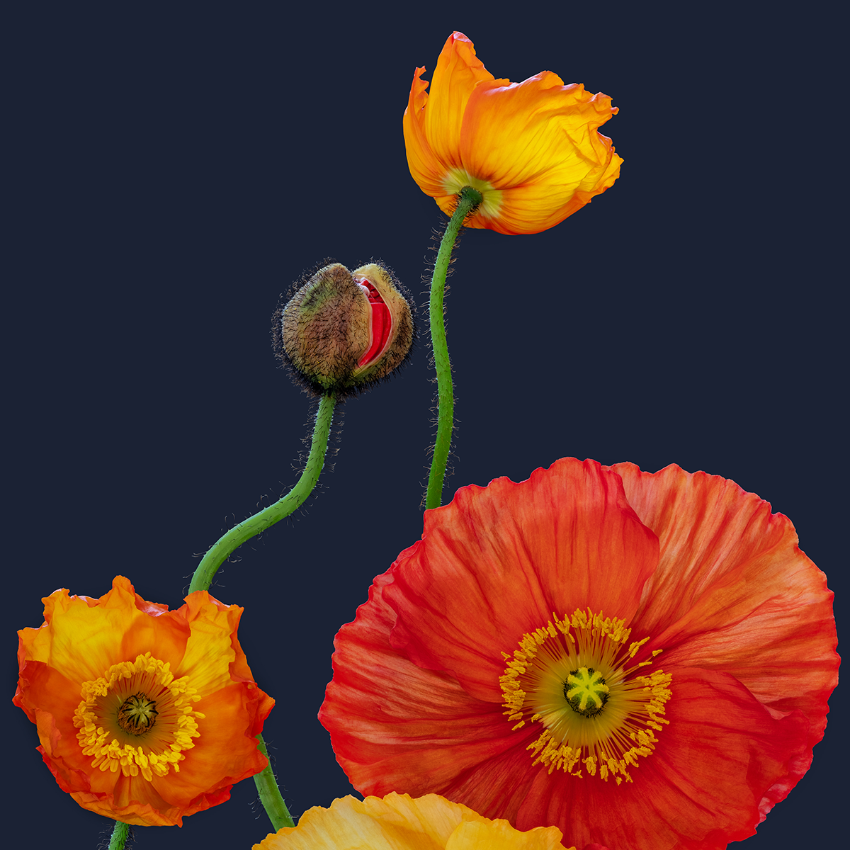 Iceland Poppies