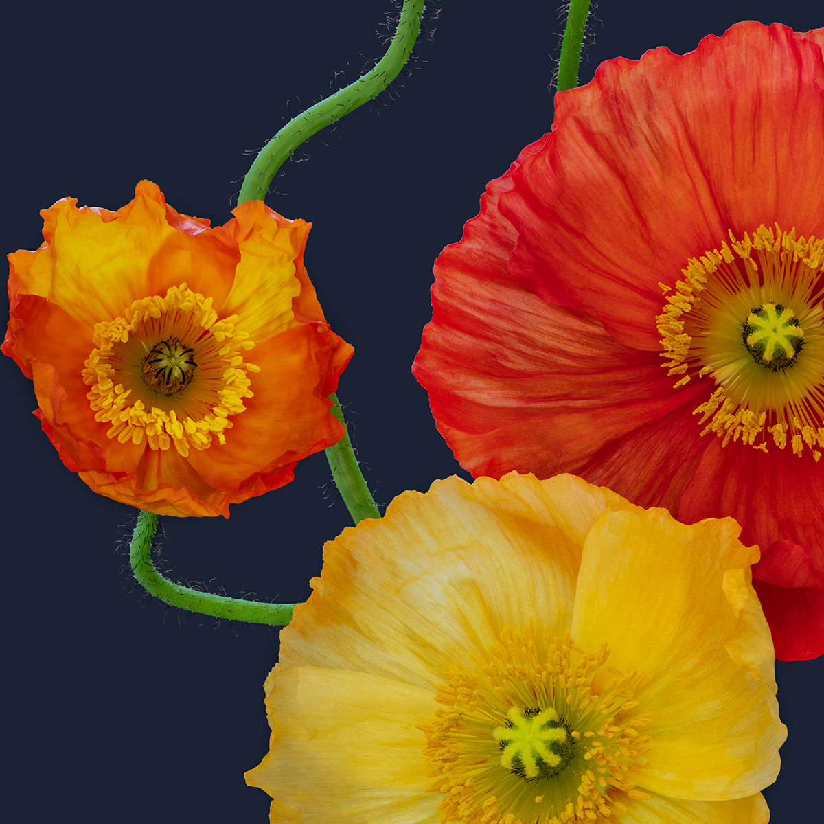 Iceland Poppies