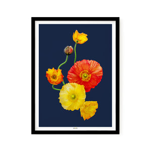 Iceland Poppies