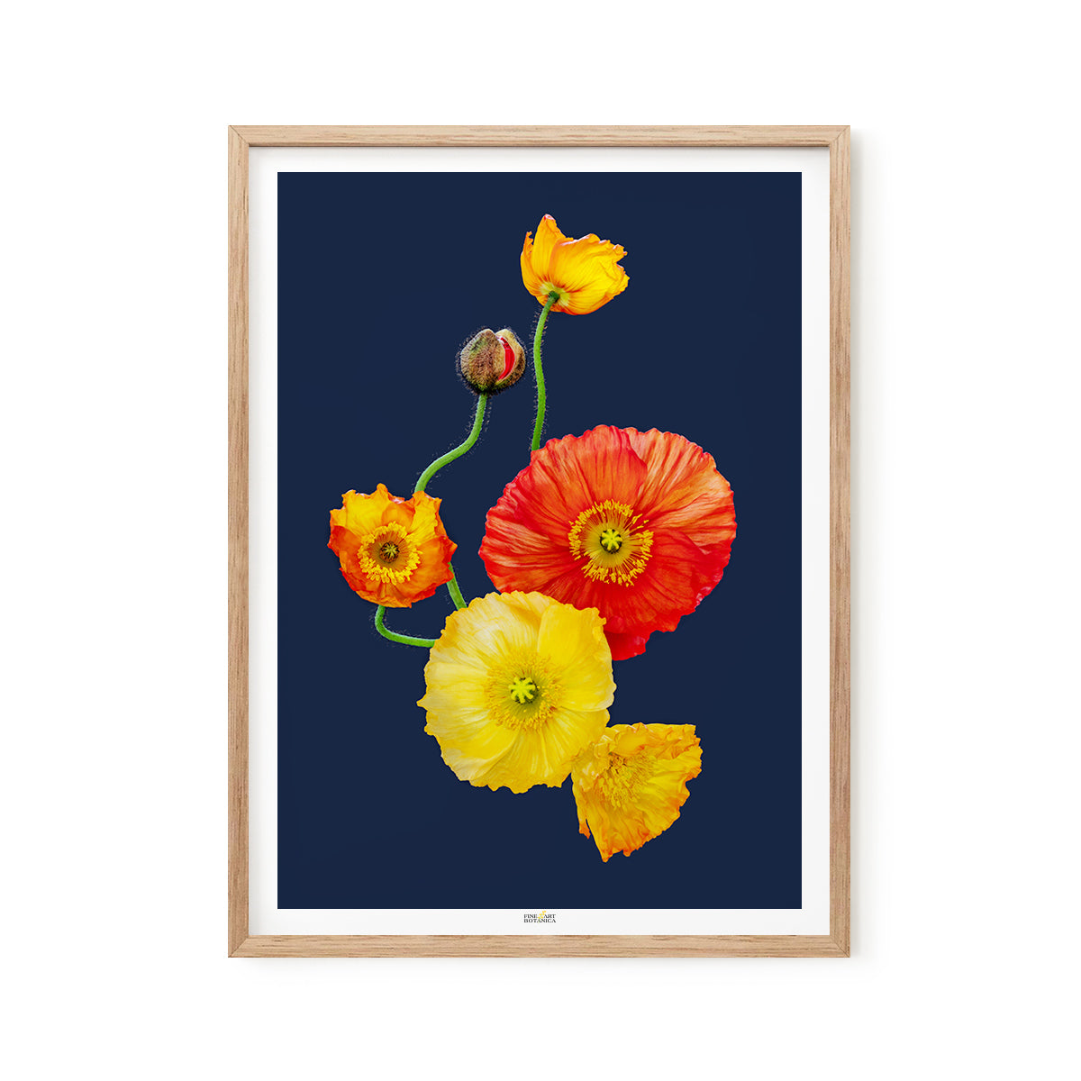 Iceland Poppies