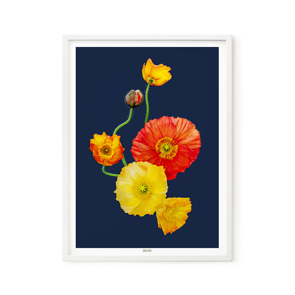 Iceland Poppies