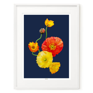 Iceland Poppies