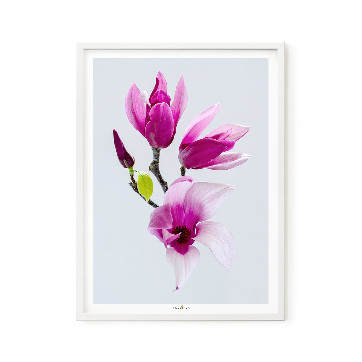 Magnolia 'Star Wars' | Classic