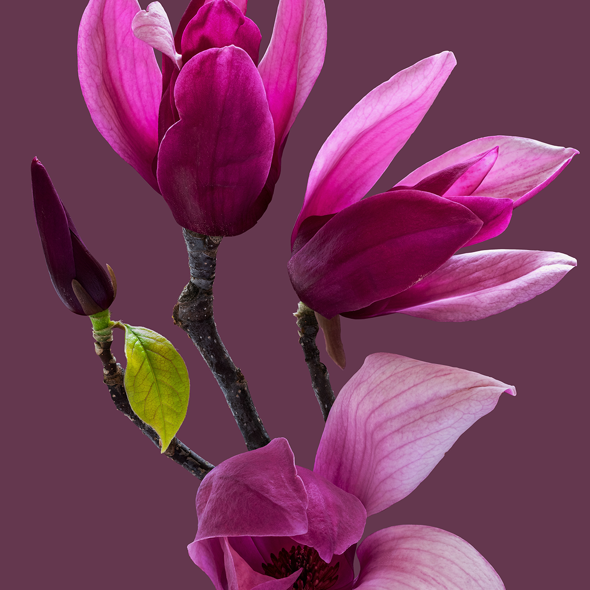 Magnolia 'Star Wars'