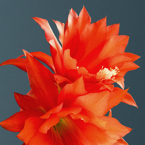 'Red Bird' Orchid Cactus