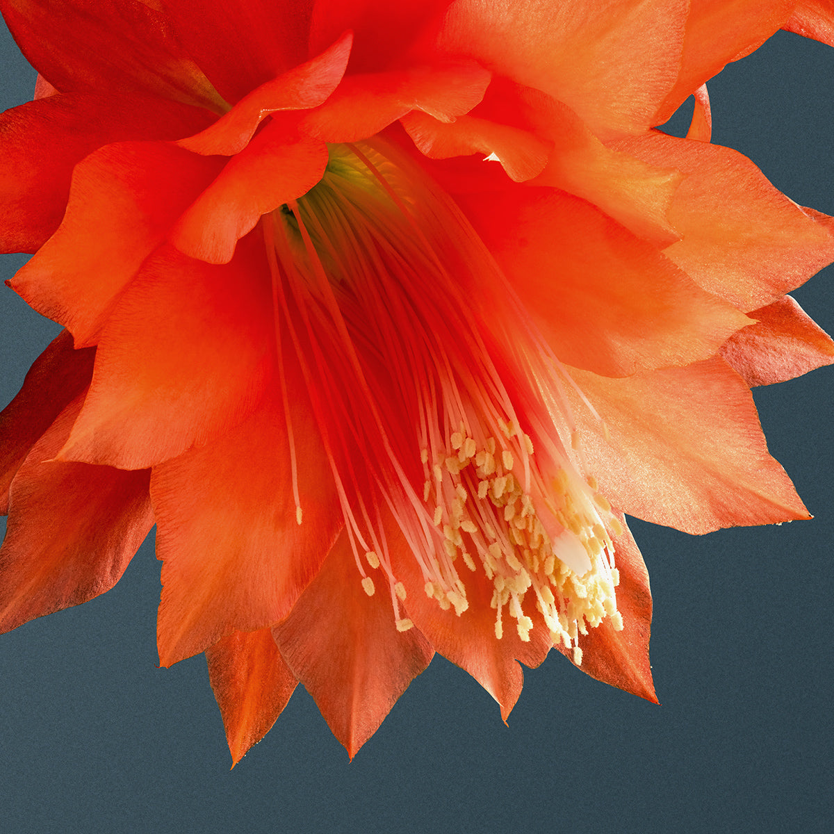 'Red Bird' Orchid Cactus