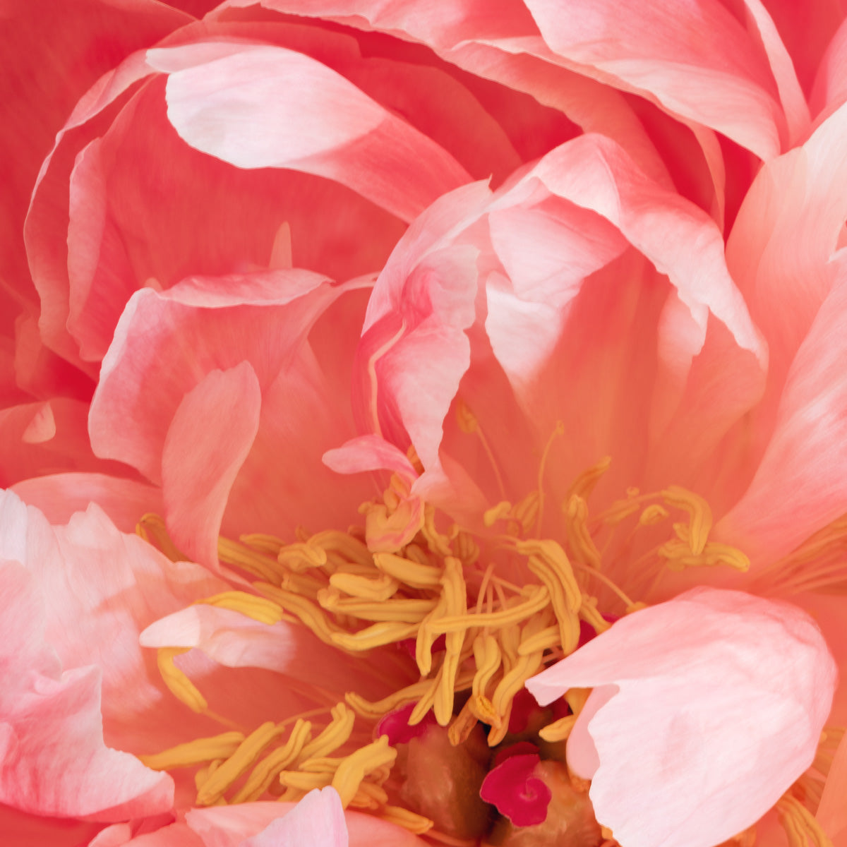 Peony Petals