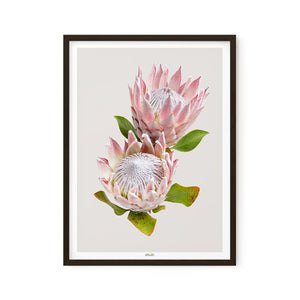 Protea 'Pink King'