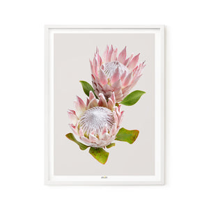 Protea 'Pink King'