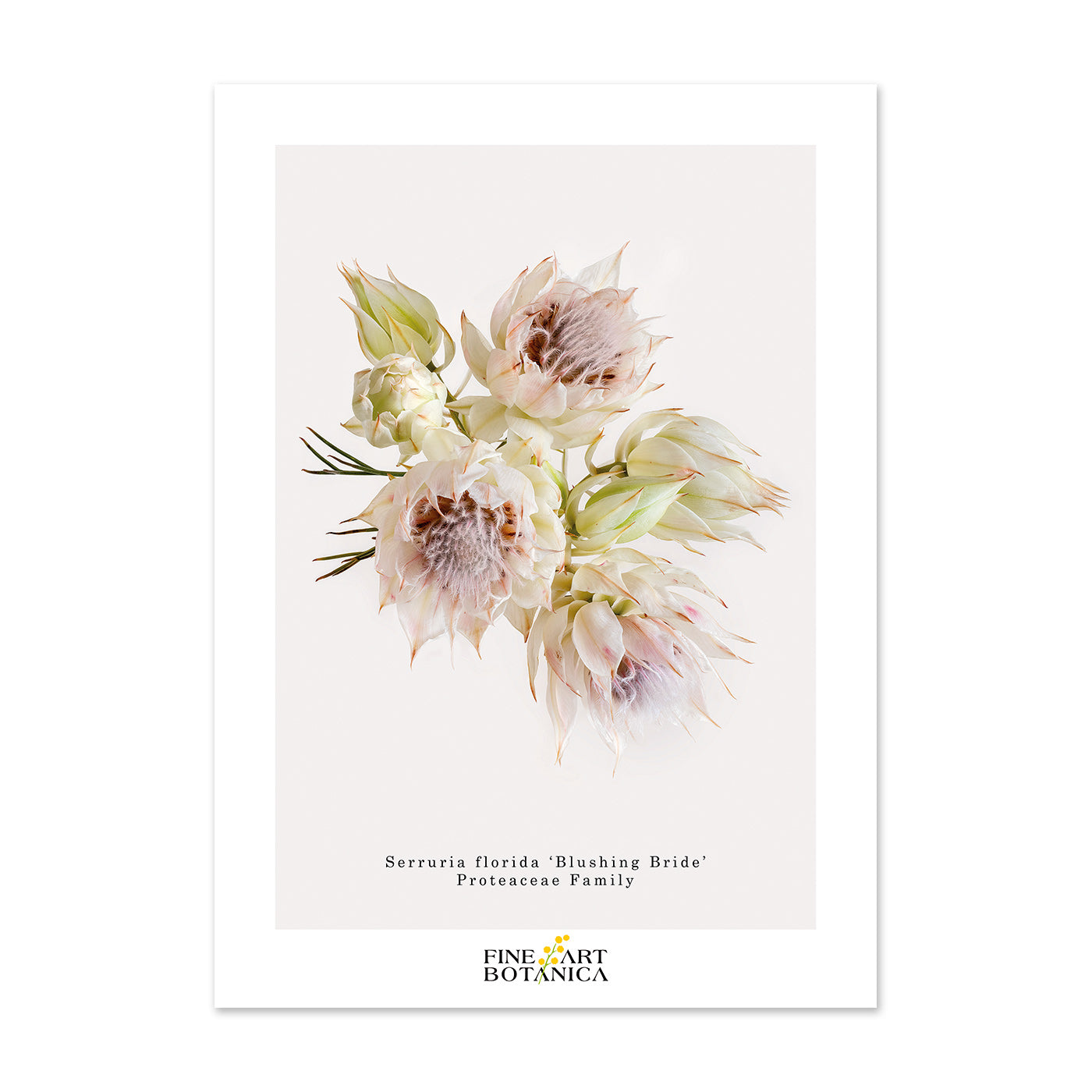 Postcards | Blushing Bride