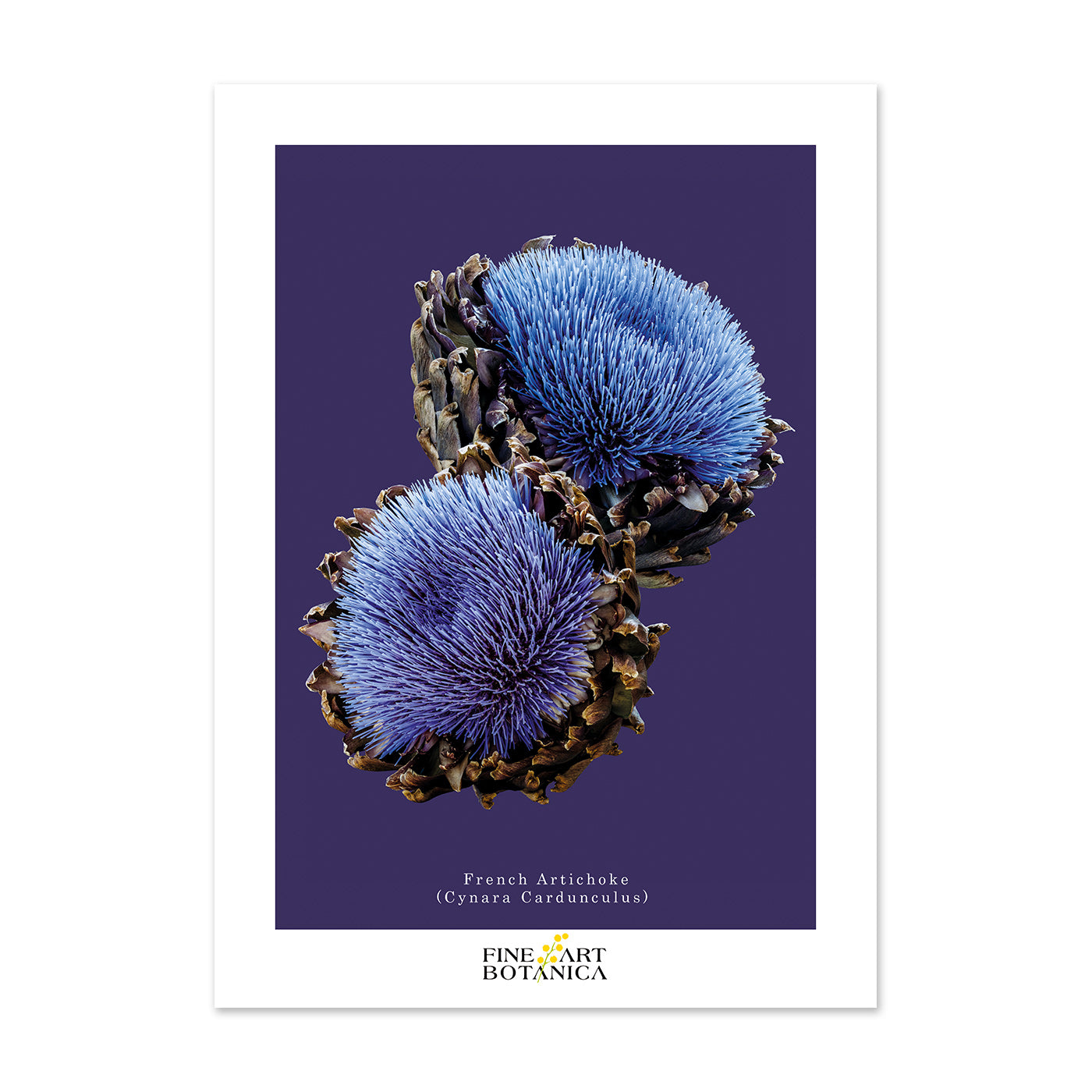 Postcards | French Artichoke