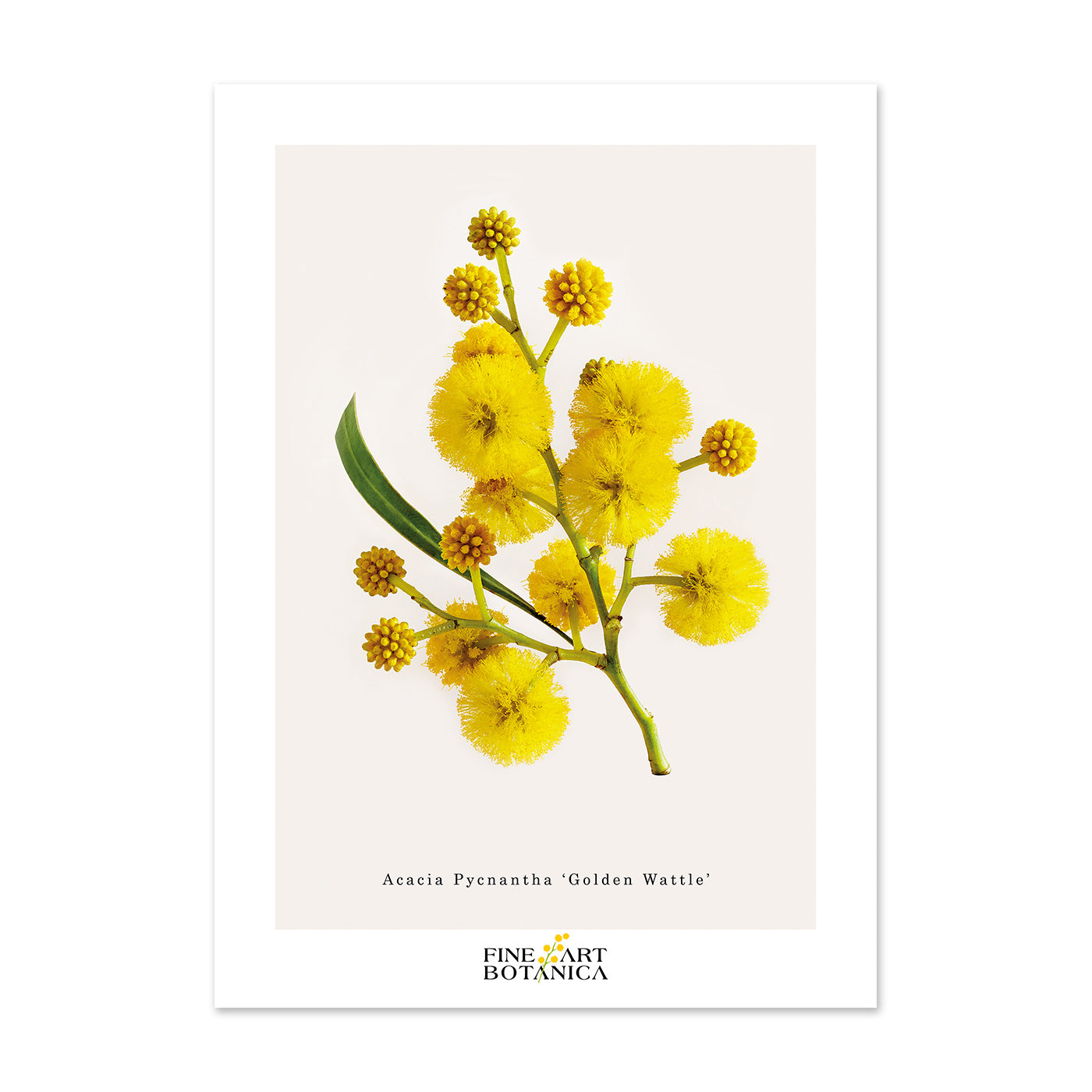 Postcards | Golden Wattle