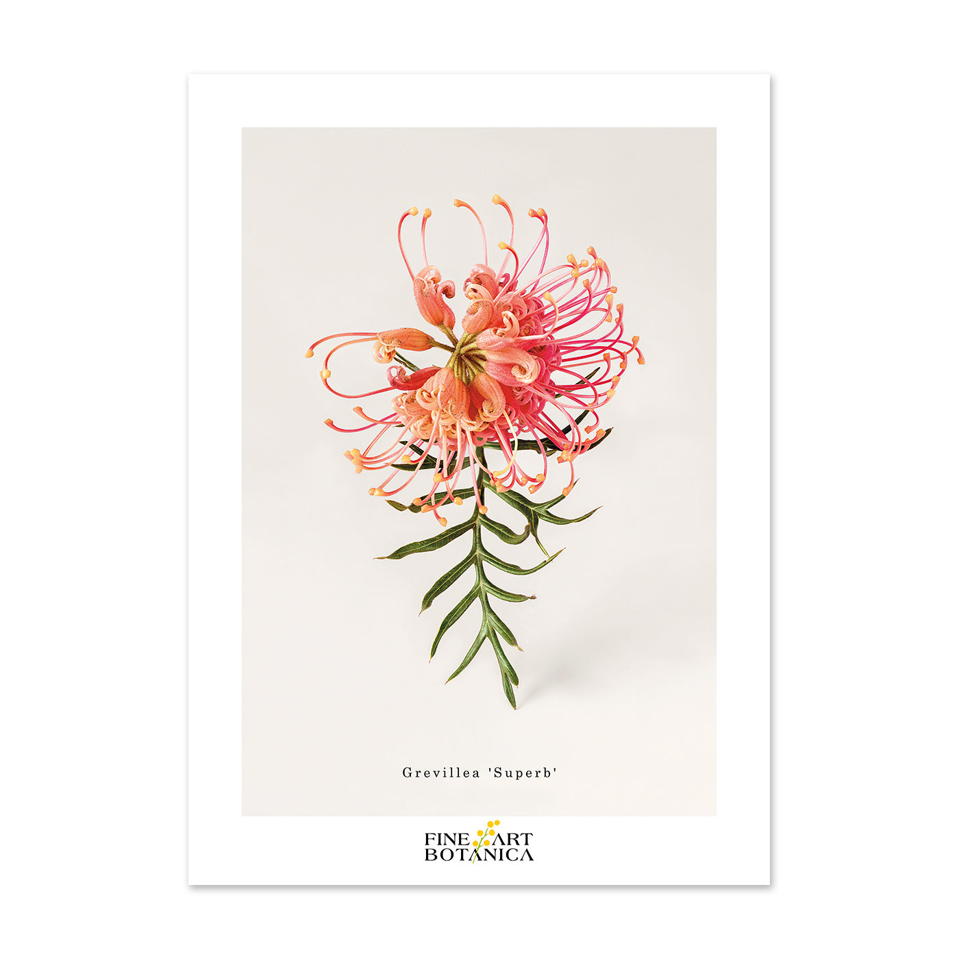 Postcards | Grevilea 'Superb'