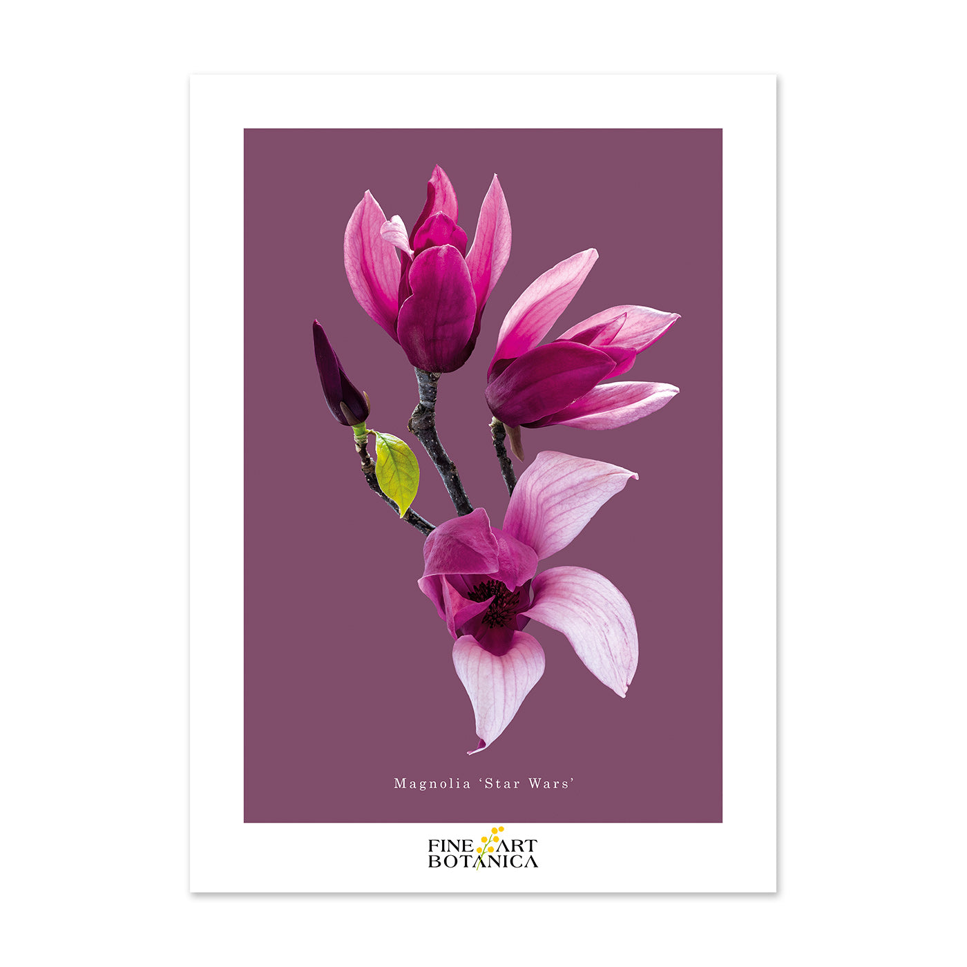 Postcards | Magnolia 'Star Wars'