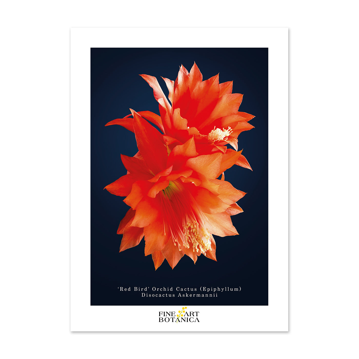 Postcards | Orchid Cactus