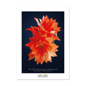 Postcards | Orchid Cactus
