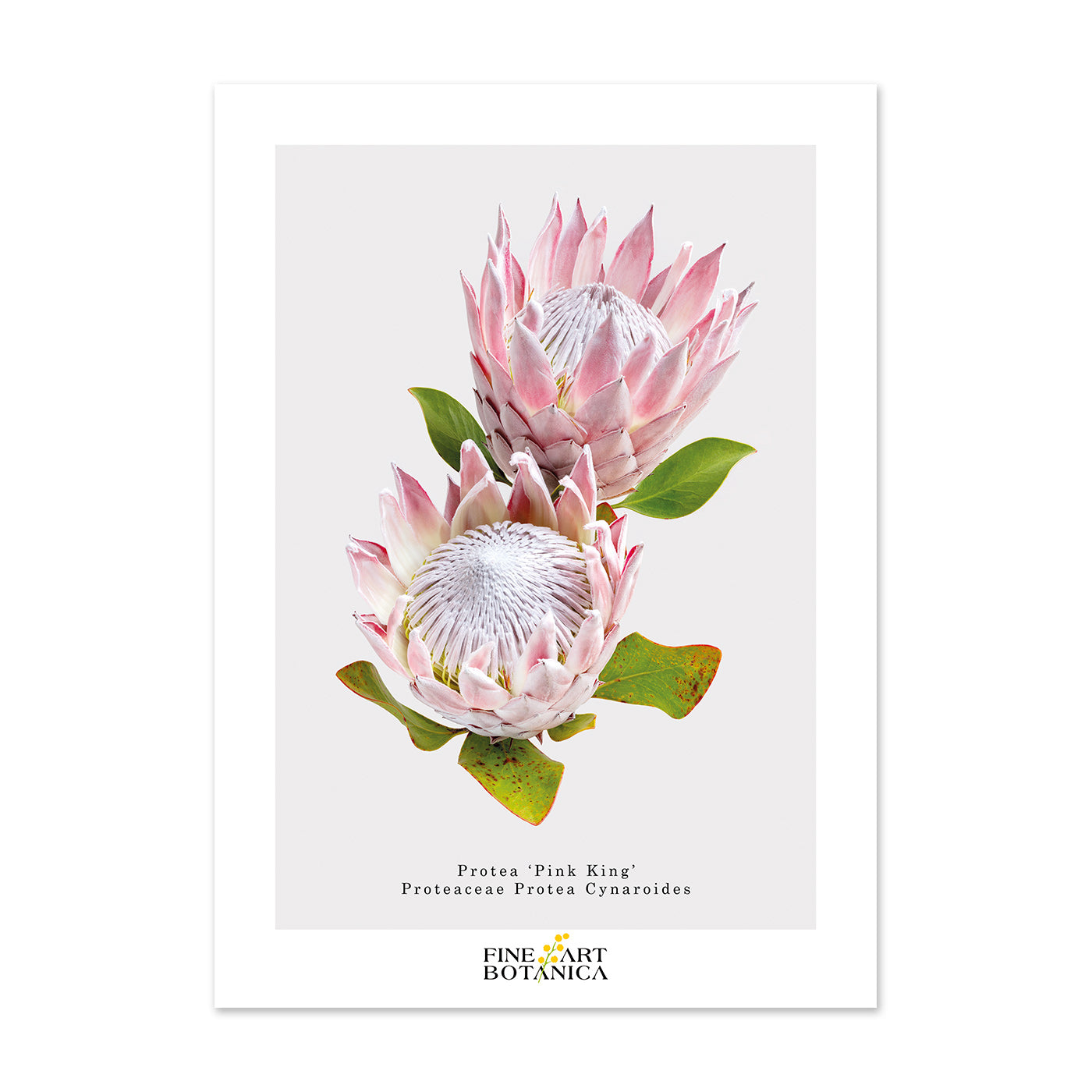 Postcards | Protea 'Pink King'