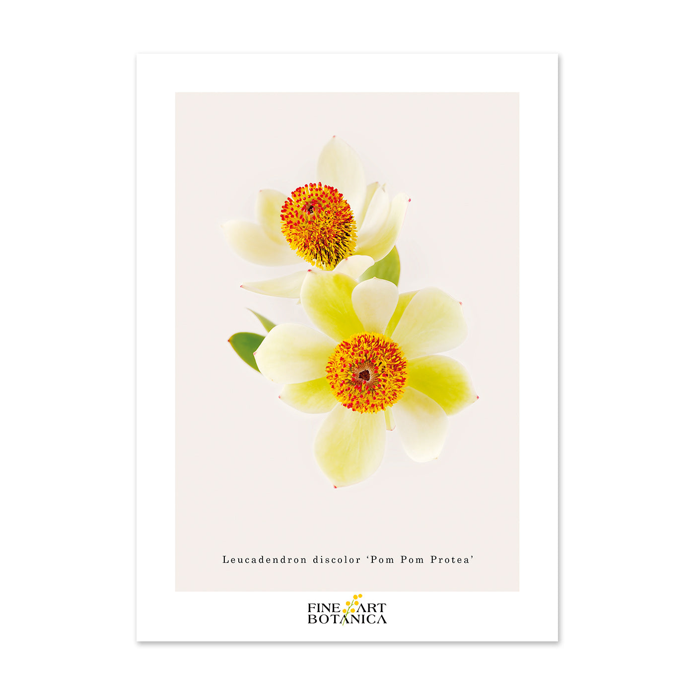 Postcards | 'Pom Pom' Protea
