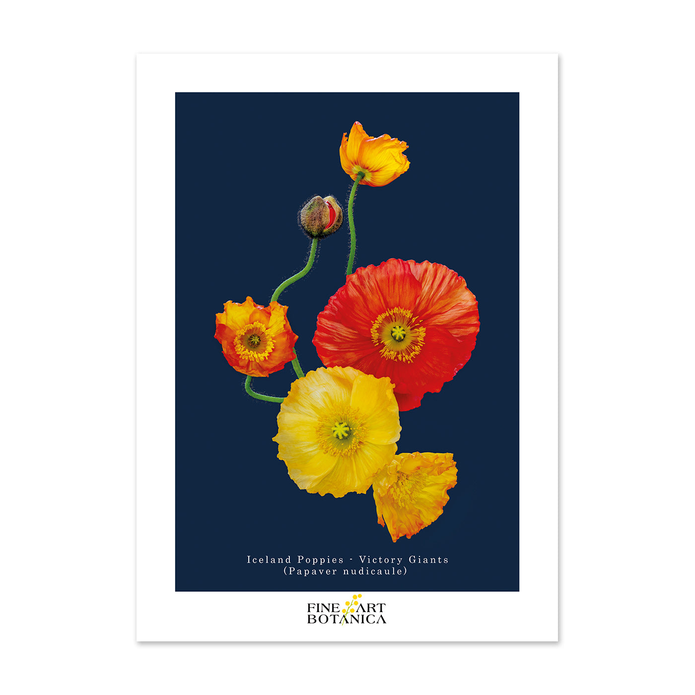 Postcards | Iceland Poppies