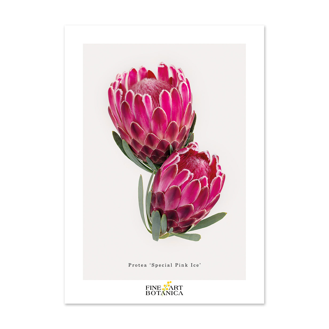 Postcards | Protea 'Venus'