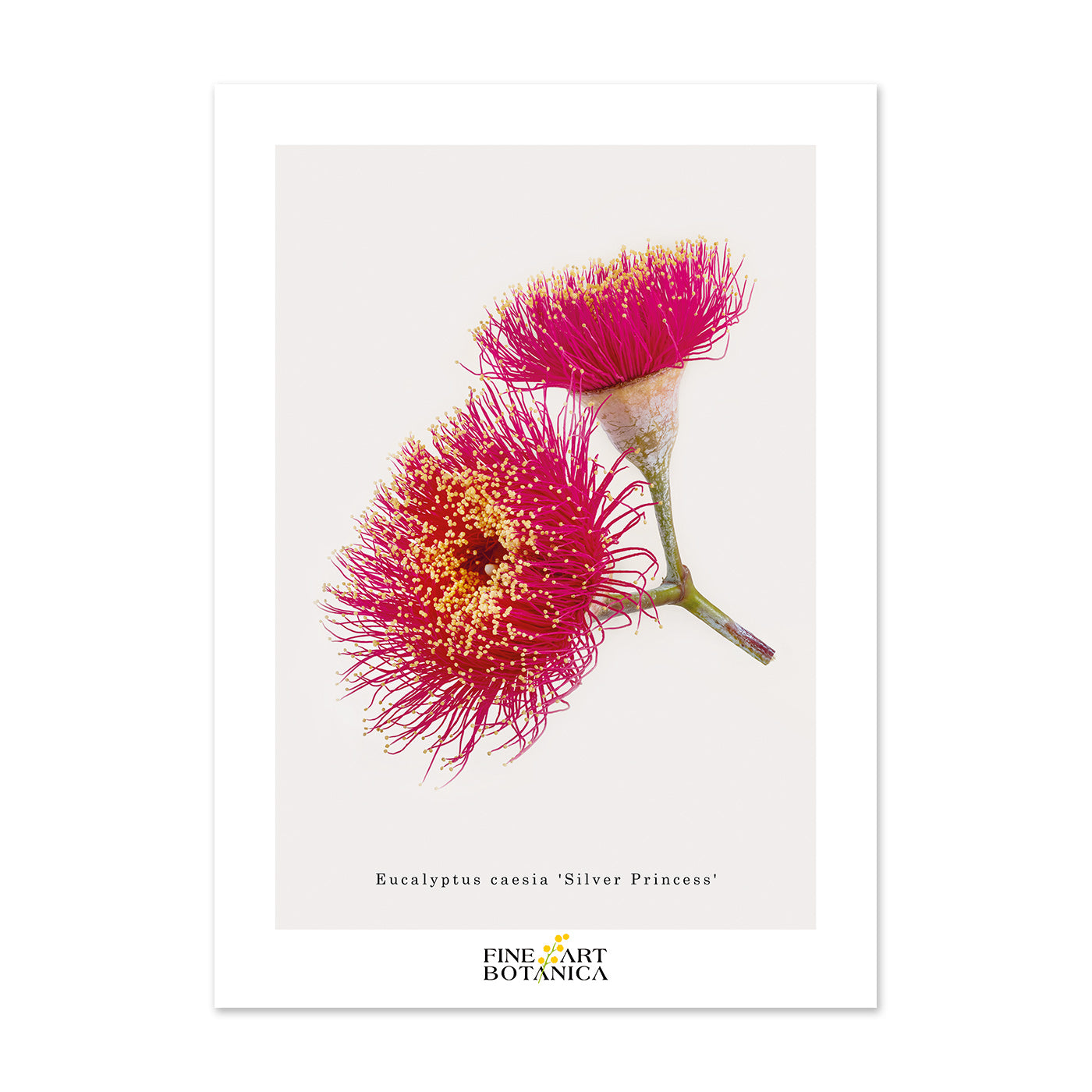 Postcards | Eucalyptus 'Silver Princess'