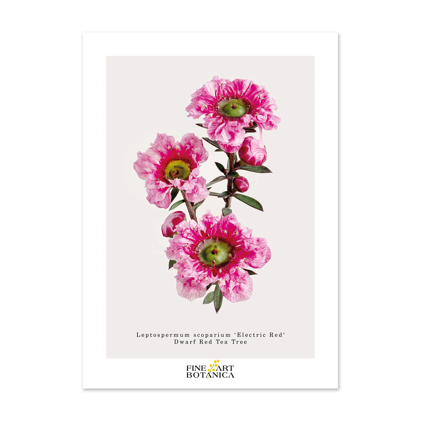 Postcards | Tea Tree 'Electric Red'