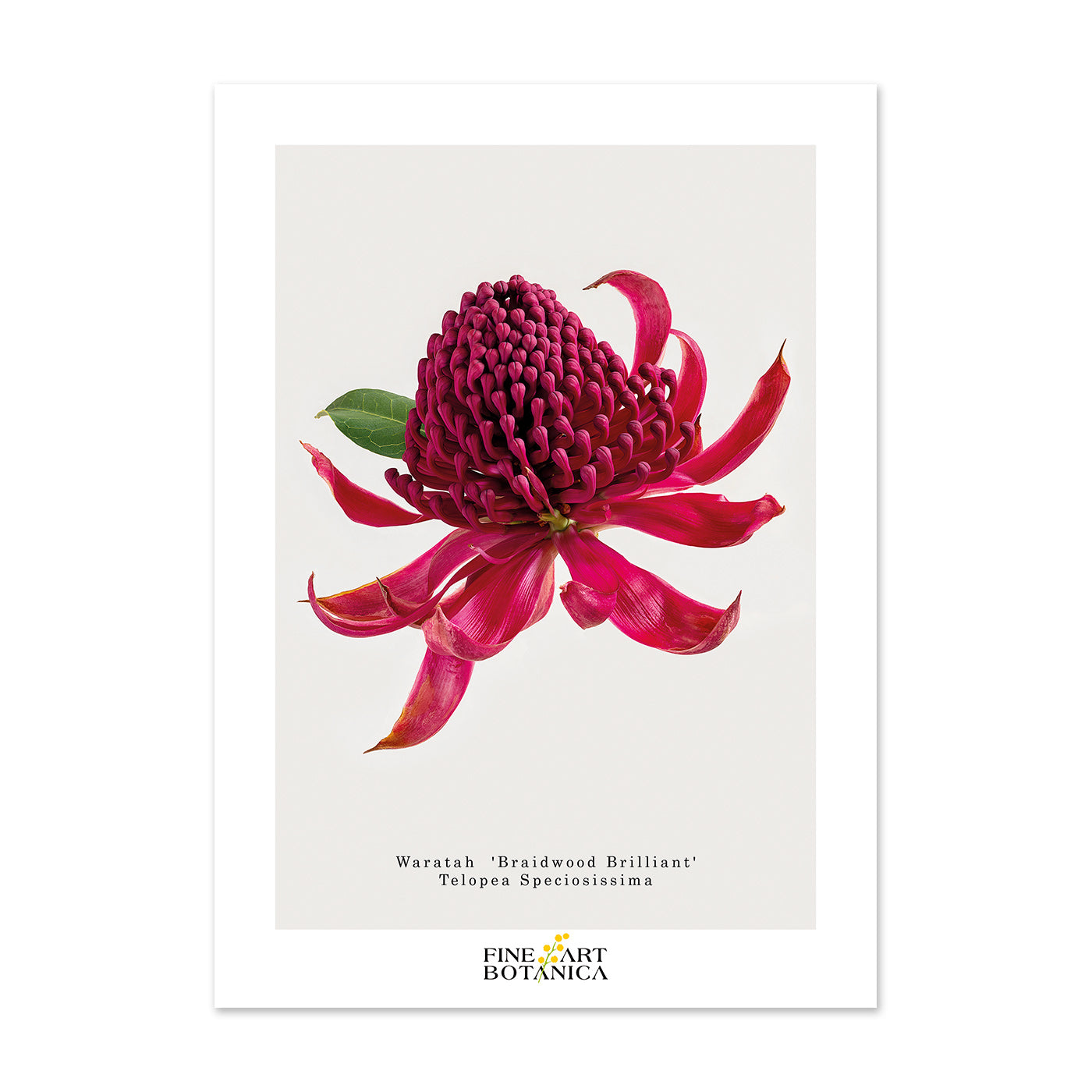 Postcards | Red Waratah