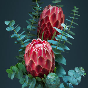 Proteas in Silver Blue