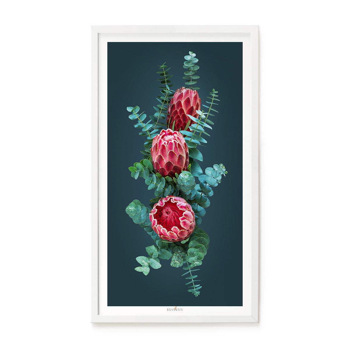 Proteas in Silver Blue