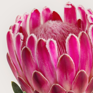 Protea 'Venus'