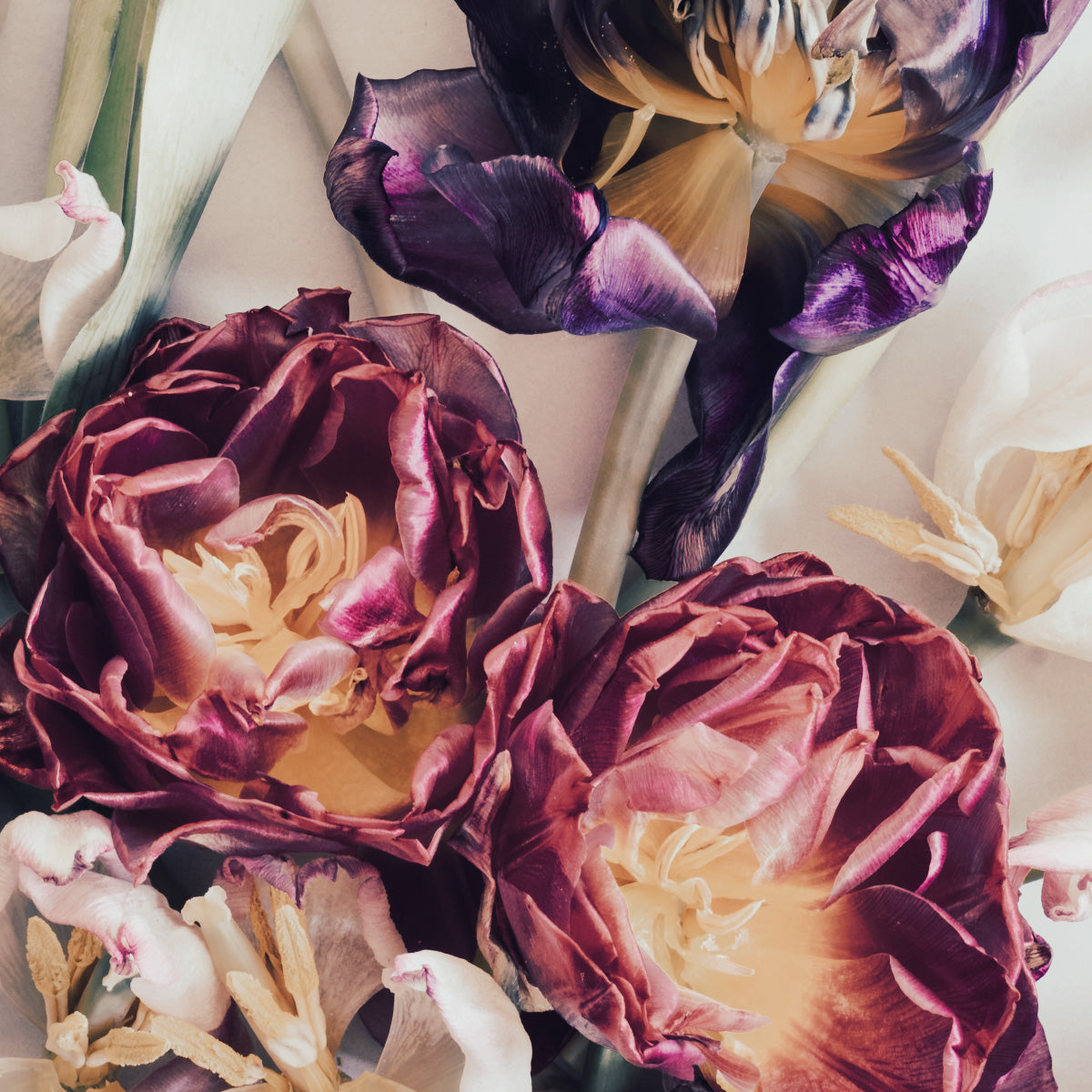 Tulip Mood | Set of 3